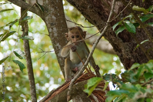 Baby Toque Macaque Sitting in a Tree in Sri Lanka