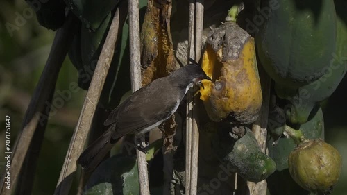 Red Whiskered Bulbul bird pecking through and eating ripe papaya on tree - slow motion 