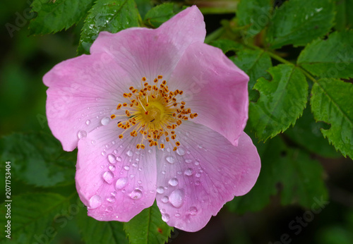 pink wild rose flower in drops of dew. close up