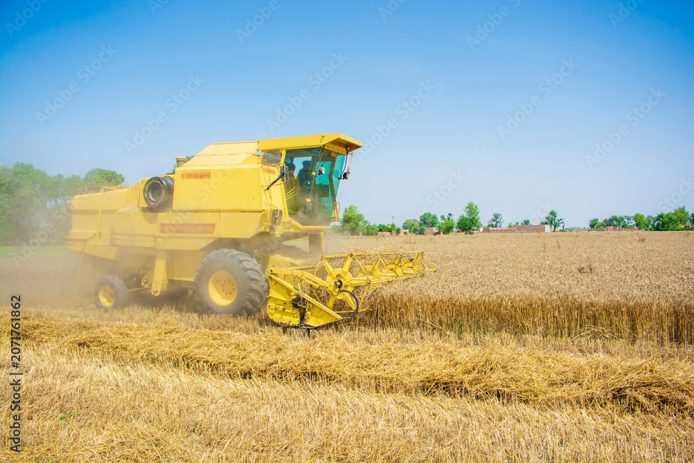 Obraz premium Combine harvester on wheat field