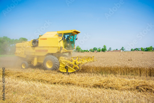 Combine harvester on wheat field