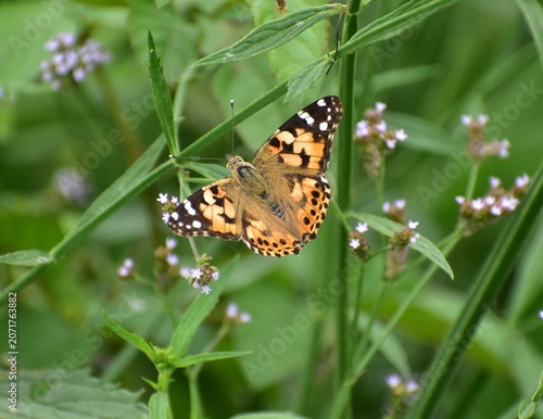 Fotografía A Painted Lady butterfly feeding on the purple flowers of Verbena bonariensis, showing its vivid orange wings and natural behavior in a bright outdoor setting