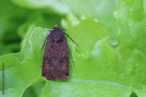 Large Yellow Underwing, Noctua pronuba. Caterpillars, larvae of this species aer the most voracious pests of many crops.