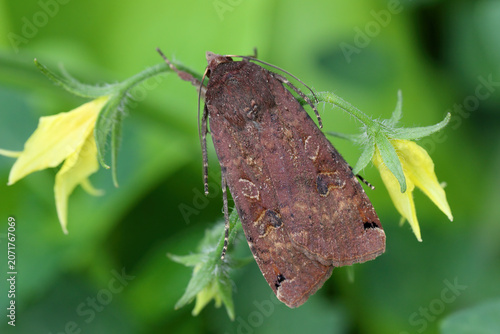 Canvas-taulu Large Yellow Underwing, Noctua pronuba