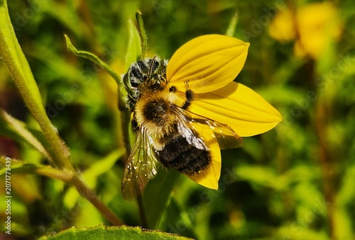 bee on  a flower