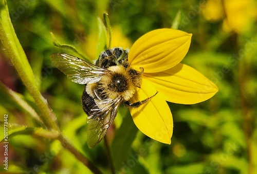 bee on a flower