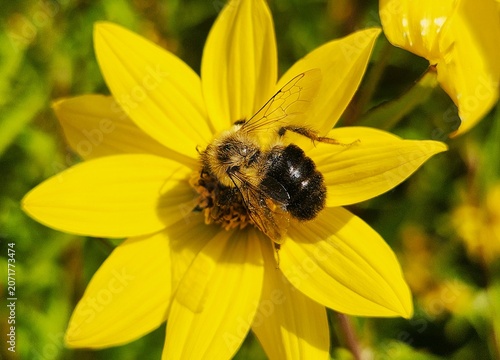 bee on yellow flower
