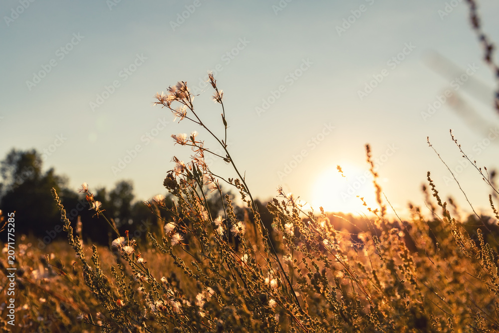 Fototapeta premium Abstract warm landscape of dry wildflower and grass meadow on warm golden hour sunset or sunrise time. Tranquil autumn fall nature field background. Soft golden hour sunlight at countryside