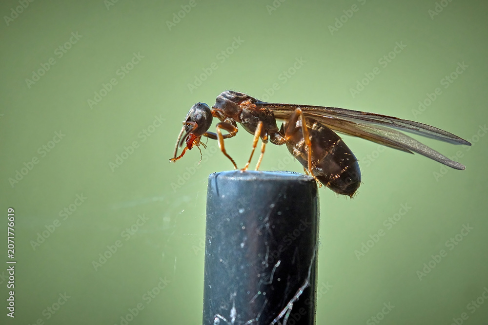 Naklejka premium Braune Wegameise ( Lasius brunneus ).