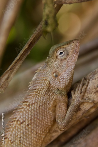 Oriental Garden Lizard Close Up Portrait in Sri Lanka