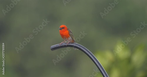 Vibrant red Fody bird of Mauritius perching on black hose in rain - 4K