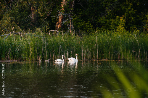 Canvas-taulu Swans with their offspring are swimming on the lake.