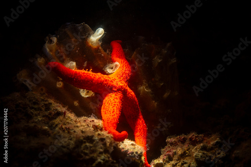 starfish and coral reef, Red Starfish (Echinaster sepositus) climbing a pen shell, Pinna rudis. Porto Conte, Alghero, SS, Sardegna, Italia