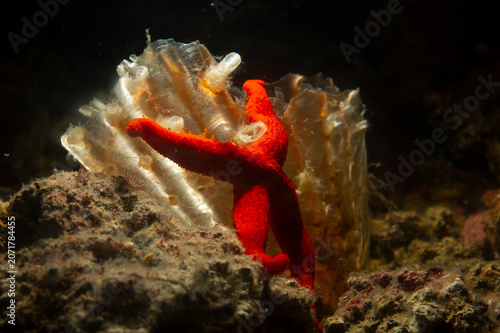 starfish and coral reef, Red Starfish (Echinaster sepositus) climbing a pen shell, Pinna rudis. Porto Conte, Alghero, SS, Sardegna, Italia