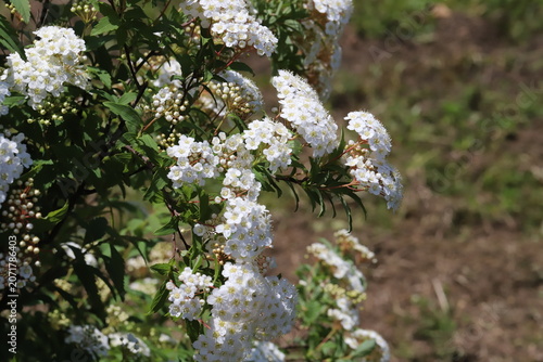 日本の春の庭に咲く白い花びらに多数の雄しべがある小手毬の花