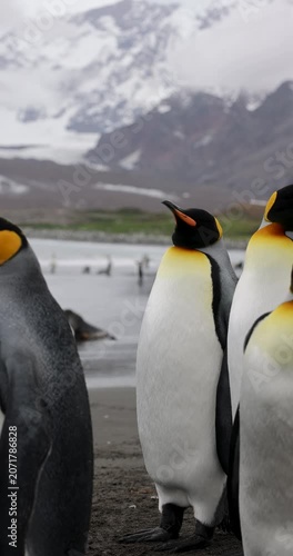 Lone King Penguin Standing on Open Beach with Mountains Visible in the Background on South Georgia