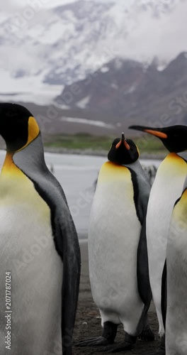 Three King Penguins Standing Together Showing Bright Yellow-Orange Neck Plumage in South Georgia