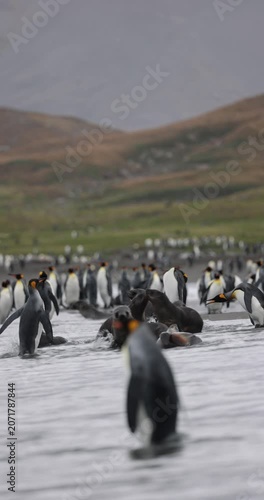 Vast King Penguin Colony Spread Across South Georgia Beach with Green Tundra Hillside Behind