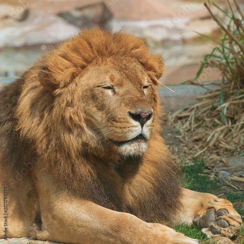 lion in the grass, a lion loafing in the grass under the sun, sleepy lion in the natural environment, the beauty of king of the jungle