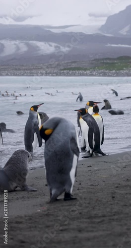 King Penguins Gathered on Sandy Beach with Elephant Seals Resting Behind Them on South Georgia Island