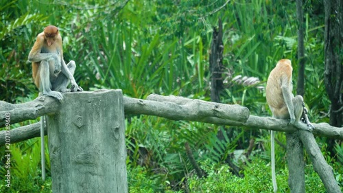 Proboscis monkey in the forest. Borneo. Labuk bay, Malaysia.