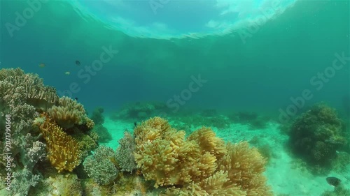 Underwater Colorful Tropical Fishes. Tropical underwater sea fishes. Philippines.