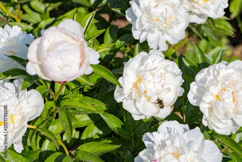 Bees gather nectar from white peony flowers in a garden during a sunny day