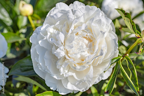 White peony flower blooms in garden during spring season in bright daylight