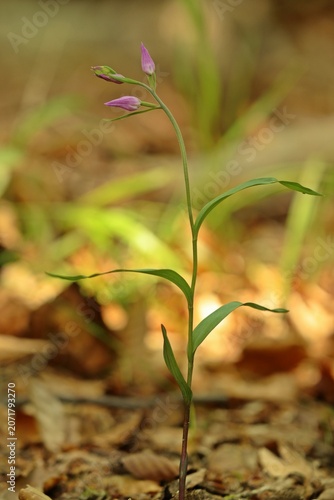 Knospendes Rotes Waldvöglein (Cephalanthera rubra)