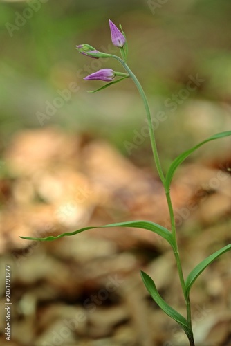 Knospendes Rotes Waldvöglein (Cephalanthera rubra)