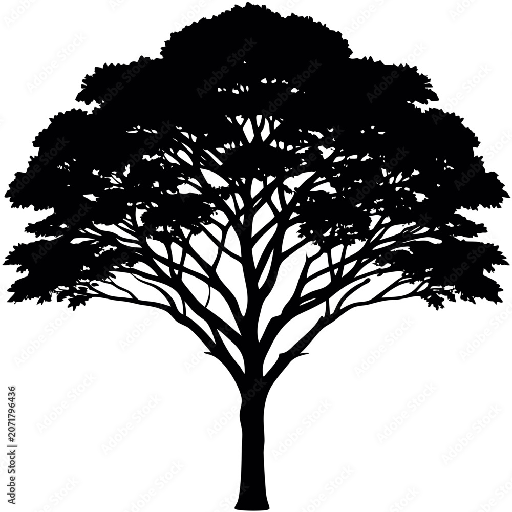 Fototapeta premium African Safari Acacia Tree Silhouette Vector - Isolated Savanna Umbrella Tree Icon on White Background