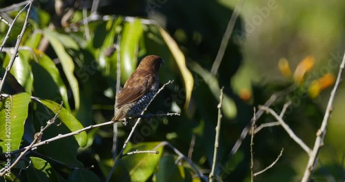 Mauritius Scaly Breasted Munia bird perching in natural environment - C4K