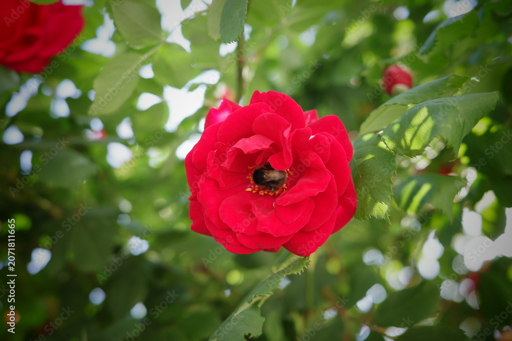 Obraz premium Close up shot of a vibrant red rose in full bloom with a bee on its