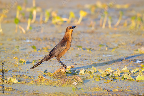 Foto Boat-tailed grackle in the marshes