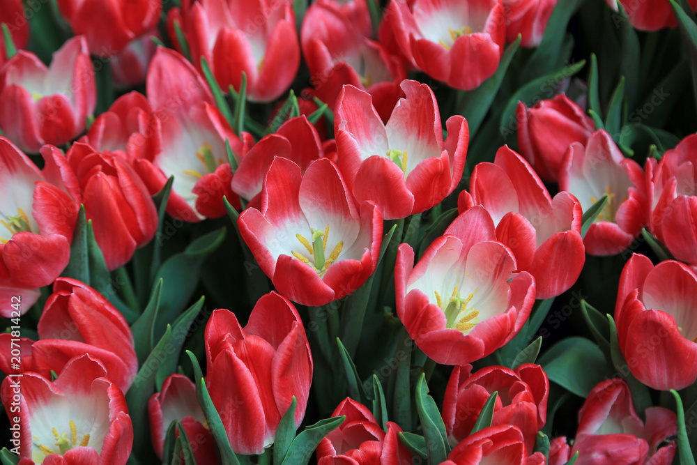 Fototapeta premium Red white crowded tulip - blooming in spring