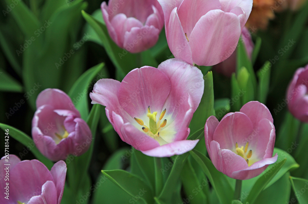 Obraz premium Group of Pink tulip flowers