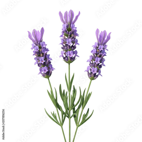 A sprig of lavender with purple flowers
