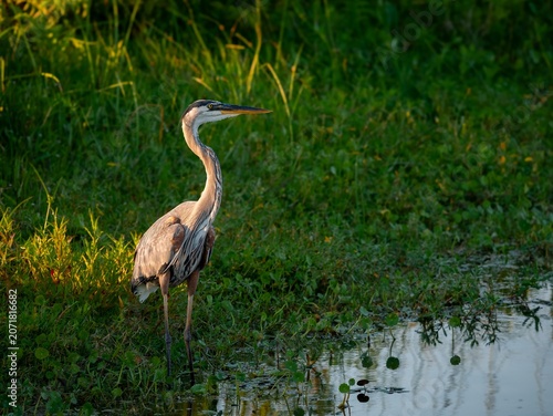 Fotografie Great blue heron in marshes at sunset