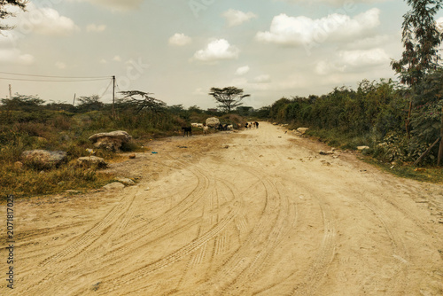 Unpaved Dirt Road with Tire Tracks and goats grazing amidst acacia trees in Syokimau, Kenya
