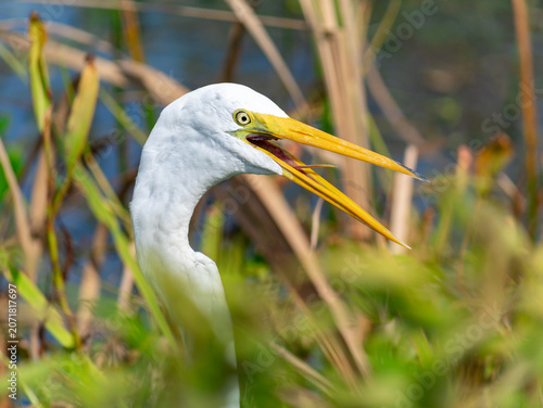Photography Great egret close-up in plants