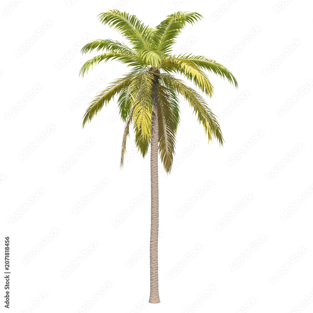 Fototapeta premium Palm coconut isolated transparent background photo realistic 3d rendering PNG 16 bit with alpha channel