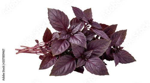 Red Basil leaves with stems in soft studio lighting conceptualizing freshness and culinary preparation Isolated on transparent background