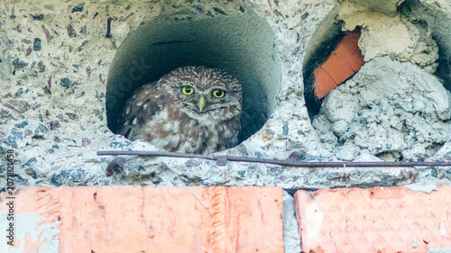 great horned owl