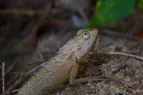 Oriental Garden Lizard Resting on Sandy Ground in Sri Lanka