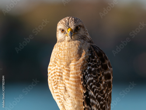 Cuadro en lienzo Red-shouldered hawk closeup