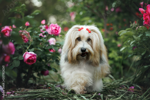 cute tibetan terrier dog walking in a blooming garden of roses