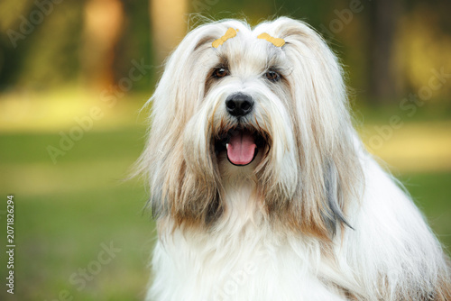 Foto happy tibetan terrier dog portrait outdoors in summer