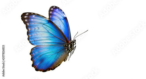 Vibrant blue morpho butterfly wings detailed with iridescent scales in soft studio light isolated on transparent background