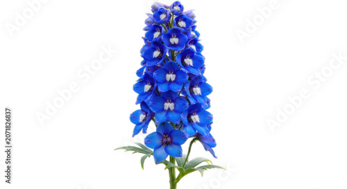Vibrant blue delphinium flower with green leaves during a studio shoot isolated on transparent background