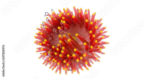 Vibrant red sea anemone with yellow tips gently pulsing in clear water with small bubbles Isolated on transparent background